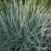 wydmuchrzyca piaskowa