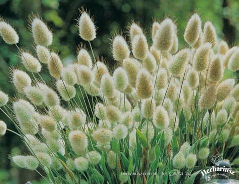 Dmuszek jajowaty Bunny Tails 26
