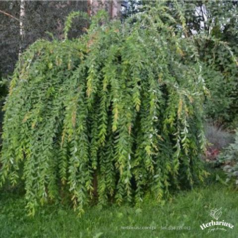 Wierzba całolistna Pendula - Szczepiona