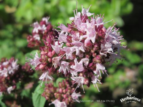 Oregano Lebiodka Pospolita