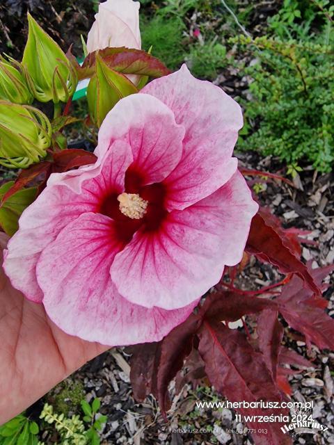  Hibiskus bagienny bylinowy Big Pansy 