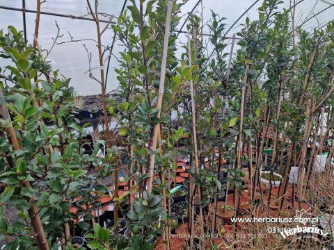 Ostrokrzew Blue Maid - Ilex meserveae - Na pniu