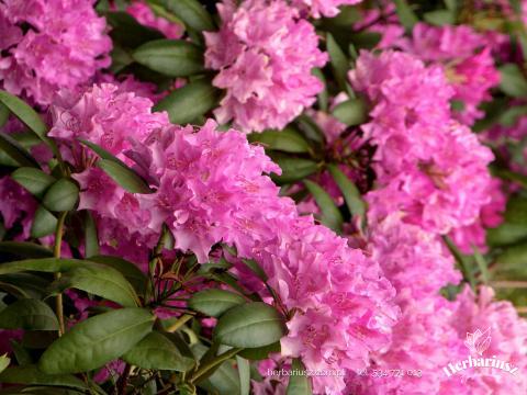 Rhododendron Roseum Elegans 26