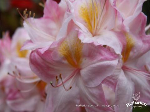 Azalia wielkokwiatowa Rhododendron Satomi