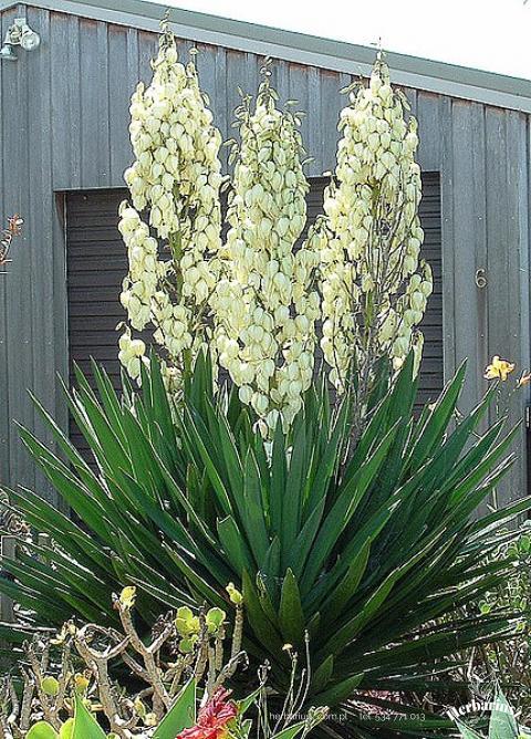 Juka Yucca karolińska 26