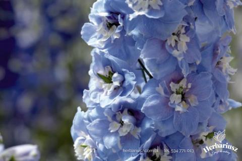 Ostróżka Magic Fontain Skay Blue 26