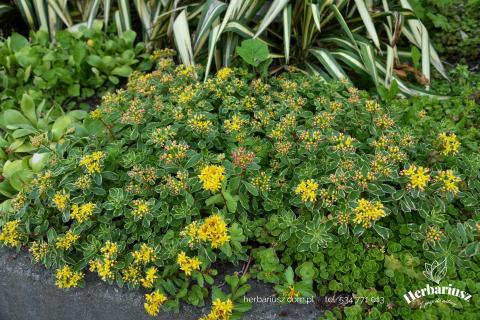 Rozchodnik Sedum kamczacki Variegatum