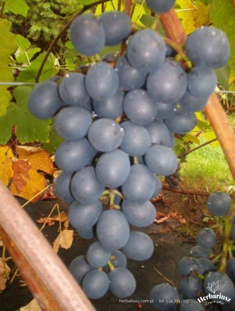 Winorośl Agat Doński Deserowa - Vitis 26