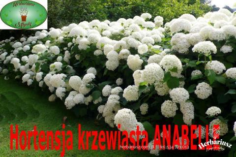 Hortensja krzewiasta Annabelle 26