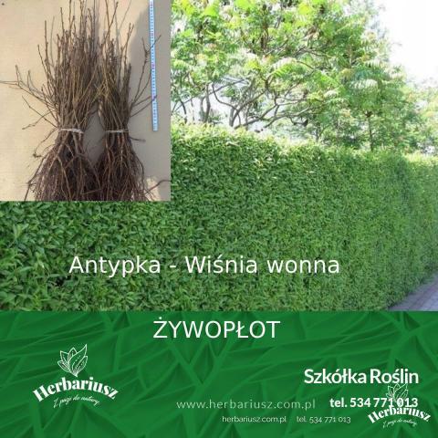 Antypka - Wiśnia Wonna ŻYWOPŁOT