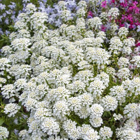Ubiorek wieczniezielony Aleksander's White - Iberis sempervirens