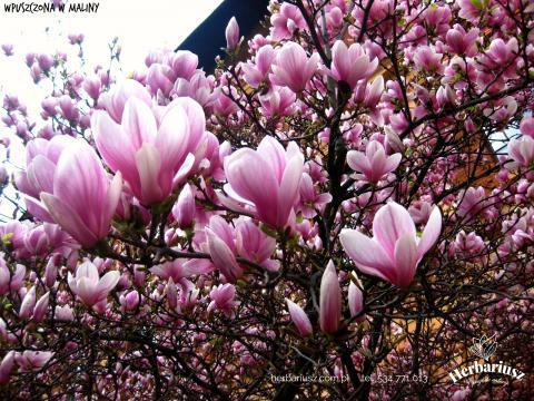 Magnolia pośrednia Alexandrina