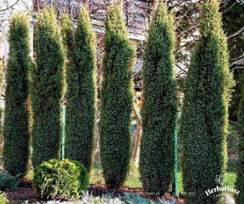 Jałowiec kolumnowy Arnold - Juniperus communis 26
