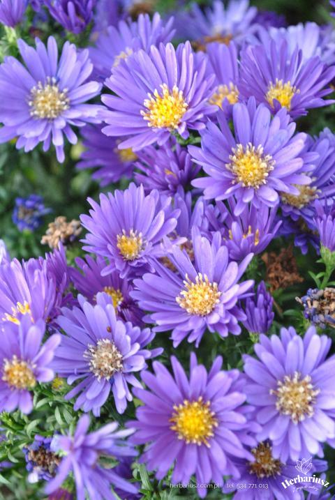  Aster krzaczasty Island Samoa