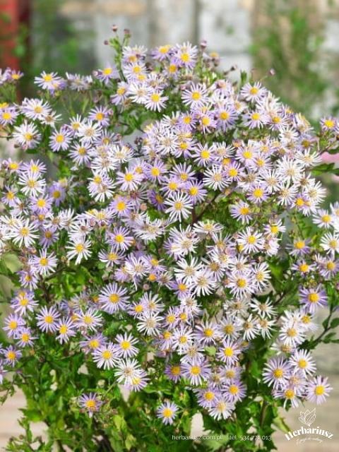 Aster żeniszkowaty Asran