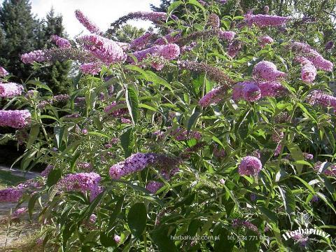 Budleja Pink Delight - Wysoka 26