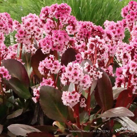 Bergenia Pink Dragonfly 