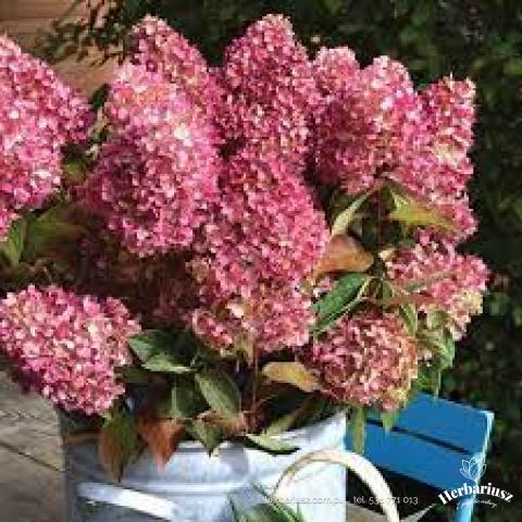 Hortensja bukietowa Hydragea Petite Cherry - MIniaturowa