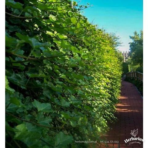 Bluszcz irlandzki - Na żywopłoty - Hedera hibernica
