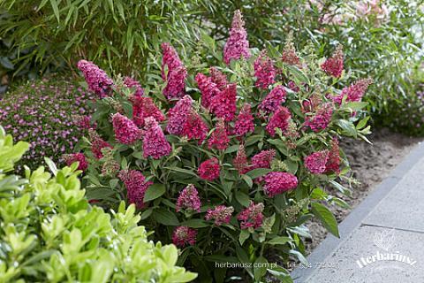 Budleja Davida Butterfly Candy Little Ruby - Niska 26