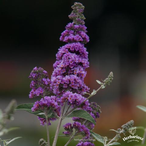 Budleja Davida Lavender Cupcake - Niska 26