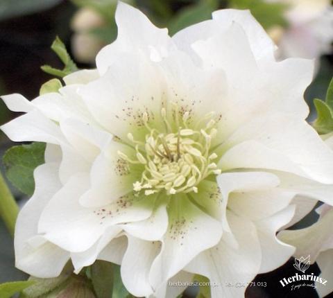  Ciemiernik wschodni Helleborus Double Ellen White - Biały pełny