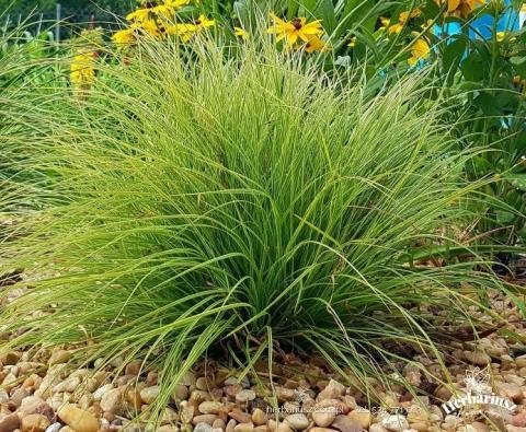 Turzyca pagórkowa Raureif - Carex montana