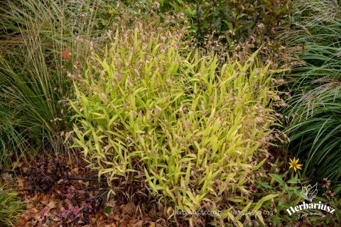 Obiedka szerokolistna - Chasmanthium latifolium