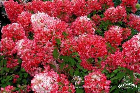 Hortensja bukietowa Diamant Rouge 
