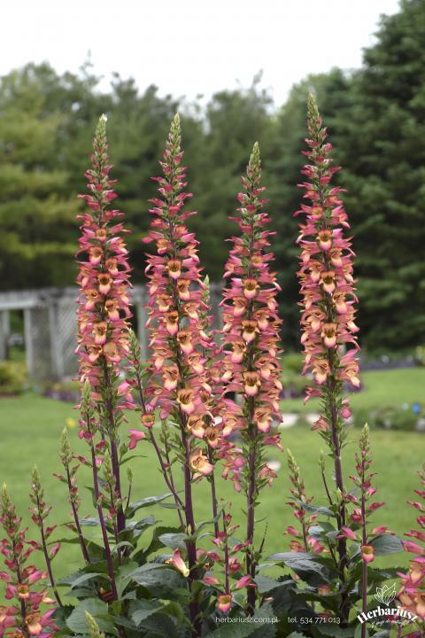 Naparstnica Falcon Fire - Digitalis