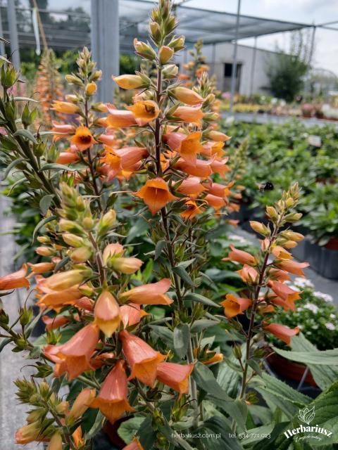 Naparstnica Firecracker