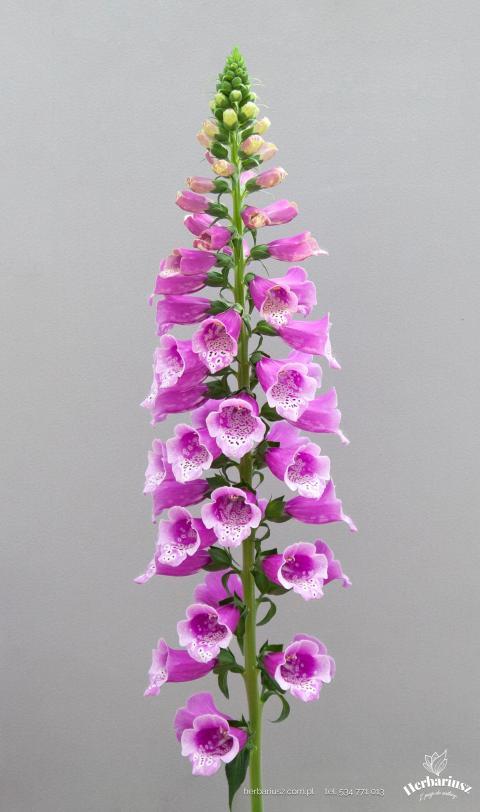 Naparstnica Dottie Purple