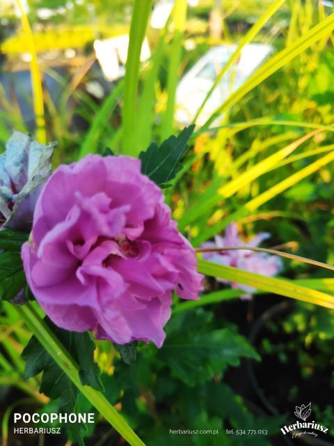  Hibiskus syryjski - Ketmia Duc de Brabant - Hibiscus syriacus