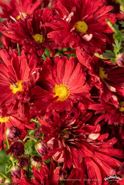 Chryzantema czerwonawa Złocień Duchess of Edinburgh - Chrysanthemum