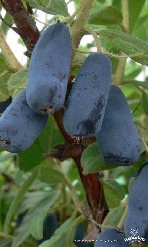 Jagoda kamczacka Zojka - Lonicera caerulea 26