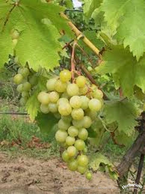 Winorośl Johanniter - żółta późna przerobowa - Vitis