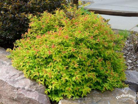 Tawuła japońska Goldflame - Spiraea japonica 