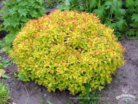 Tawuła japońska Goldmound - Spiraea japonica 