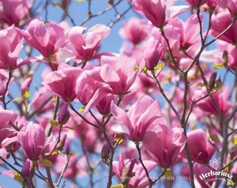 Magnolia Galaxy - Różowa Kolumnowa 26