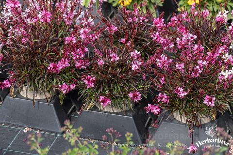 Gaura Graceful Pink 26