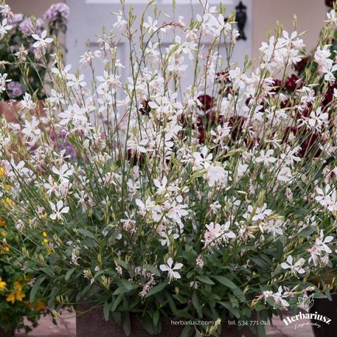 Gaura Graceful White 26