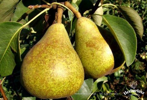 Grusza Generel Lecrerc