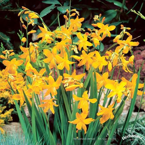  Krokosmia Cynobrówka Crocosmia George Davidson - Żółta