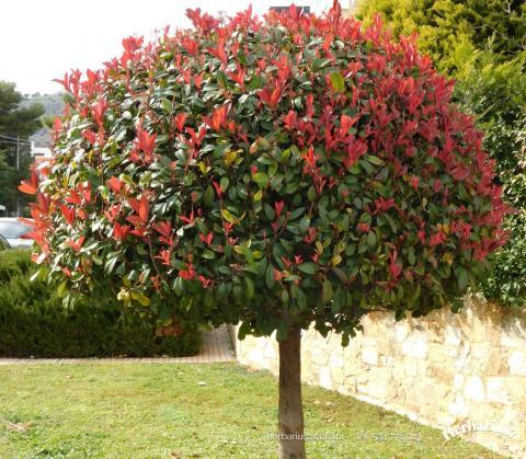Głogownik frasera Little Red Rubin - Na pniu 70-120 cm