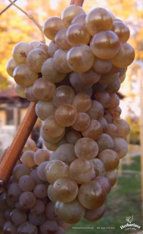 Winorośl Hibernal - żółta Późna przerobowa - Vitis