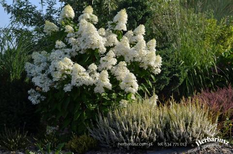 Hortensja bukietowa Hydrangea Silver Dollar 26