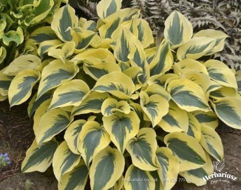  Hosta Funkia Autumn Frost