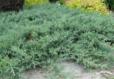 Jałowiec płożący Blue Chip - Juniperus squamata