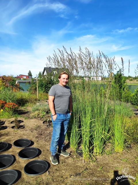 Trzęślica trzcinowata -  Molinia arundinacea 