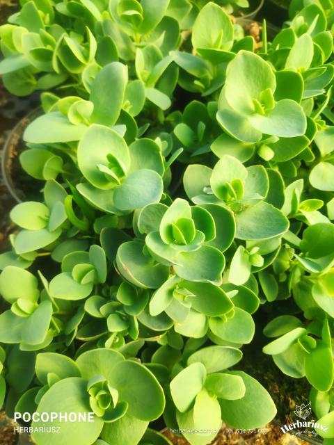 Rozchodnik Ewersii Rose -  Sedum ewersii